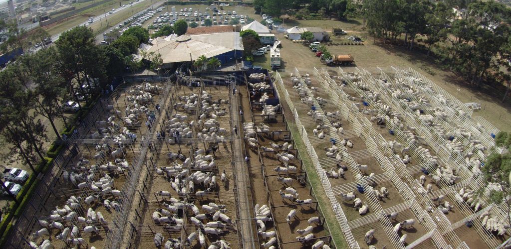 Megaleil O Nelore Cfm Vender Mil Touros Dinheiro Rural