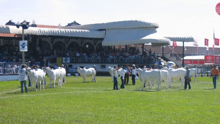 Expozebu Vai Comemorar Os Anos Da Abcz Dinheiro Rural