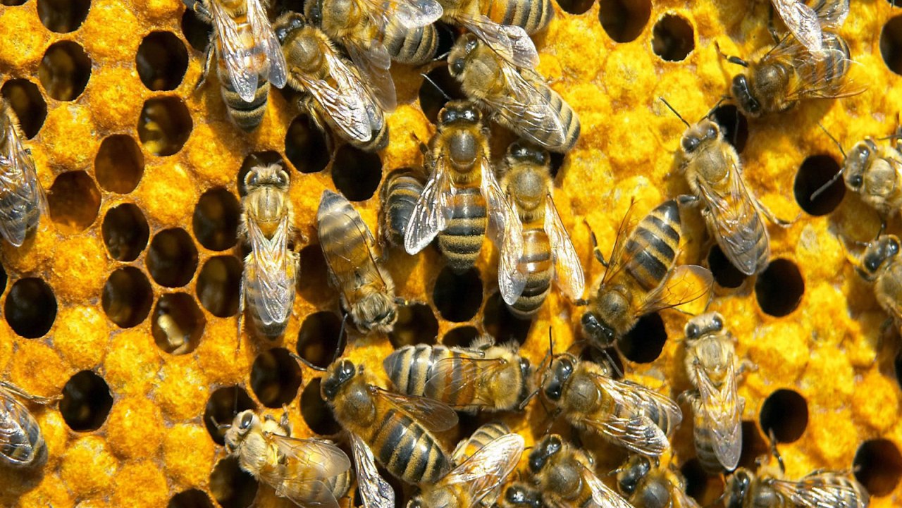Em algumas situações,  é necessário esse tipo de manejo quando a rainha atinge seis meses de idade, caso o apicultor reconheça uma queda na produtividade da colmeia