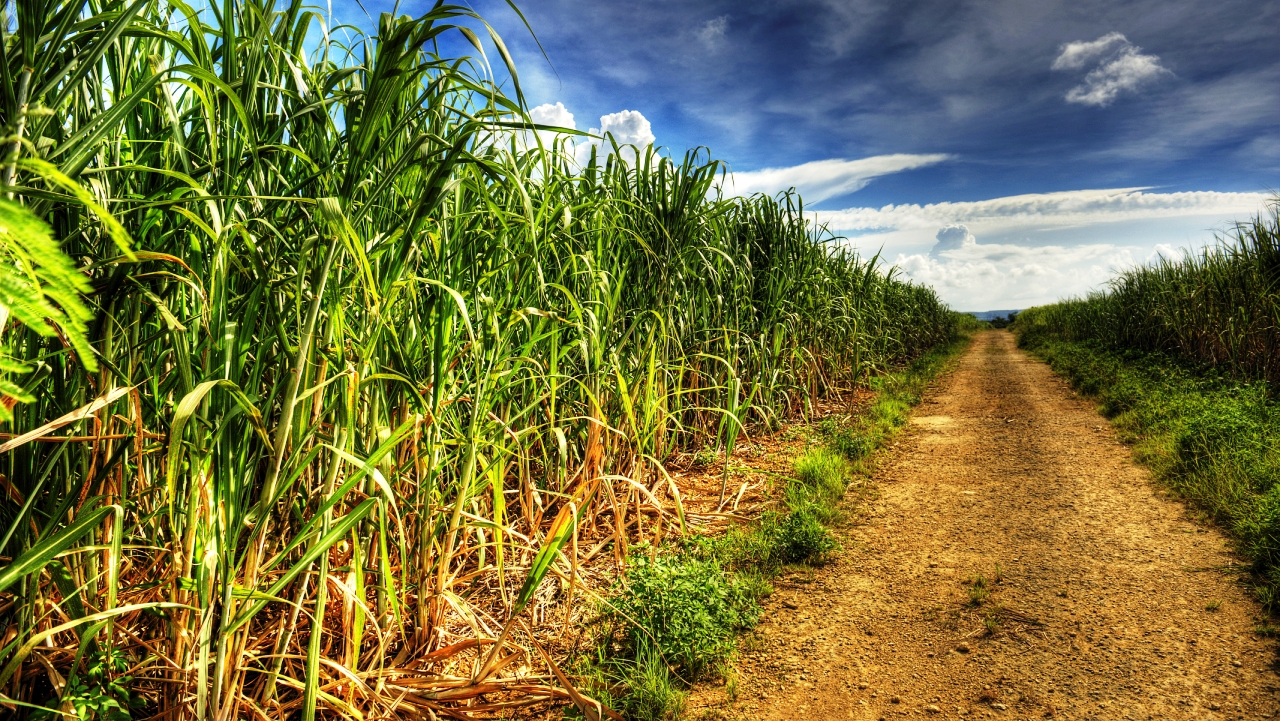 Сахарный тростник содержит. Куба сахарный тростник плантации. Сахарный тростник в Латинской Америке. Барбадос плантации сахарного тростника. Сельское хозяйство в Египте сахарный тростник.