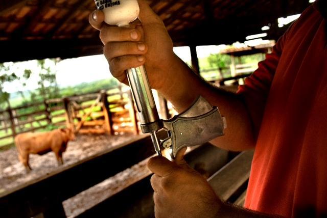Atualmente, Mato Grosso é reconhecido pela Organização Mundial de Saúde Animal (OIE) como área livre de febre aftosa com vacinação.