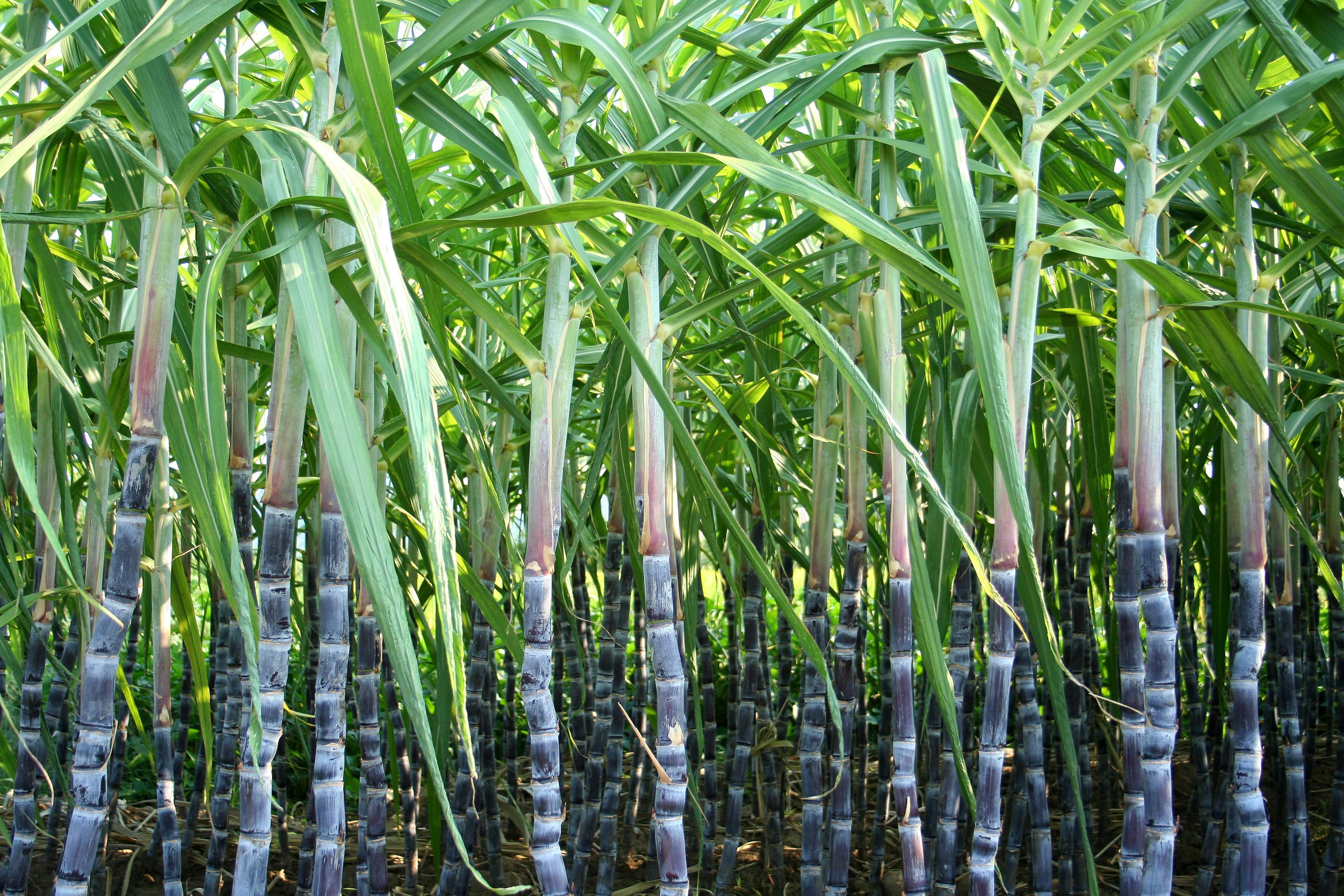Бразилия сахарный тростник. Плантация сахарного тростника в Индии. Гавайи сахарный тростник. Сахарный тростник в Луизиане. Куба сахарный тростник плантации.