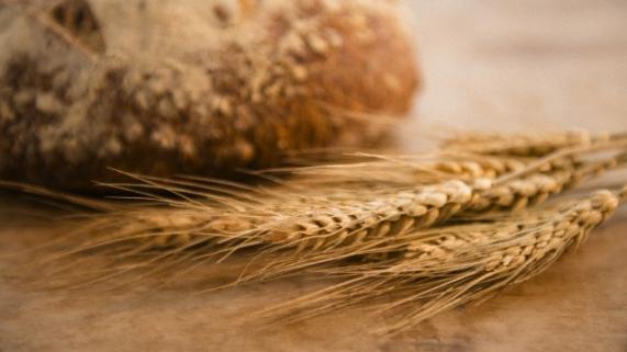 O ano comercial do trigo começou em 1º de junho