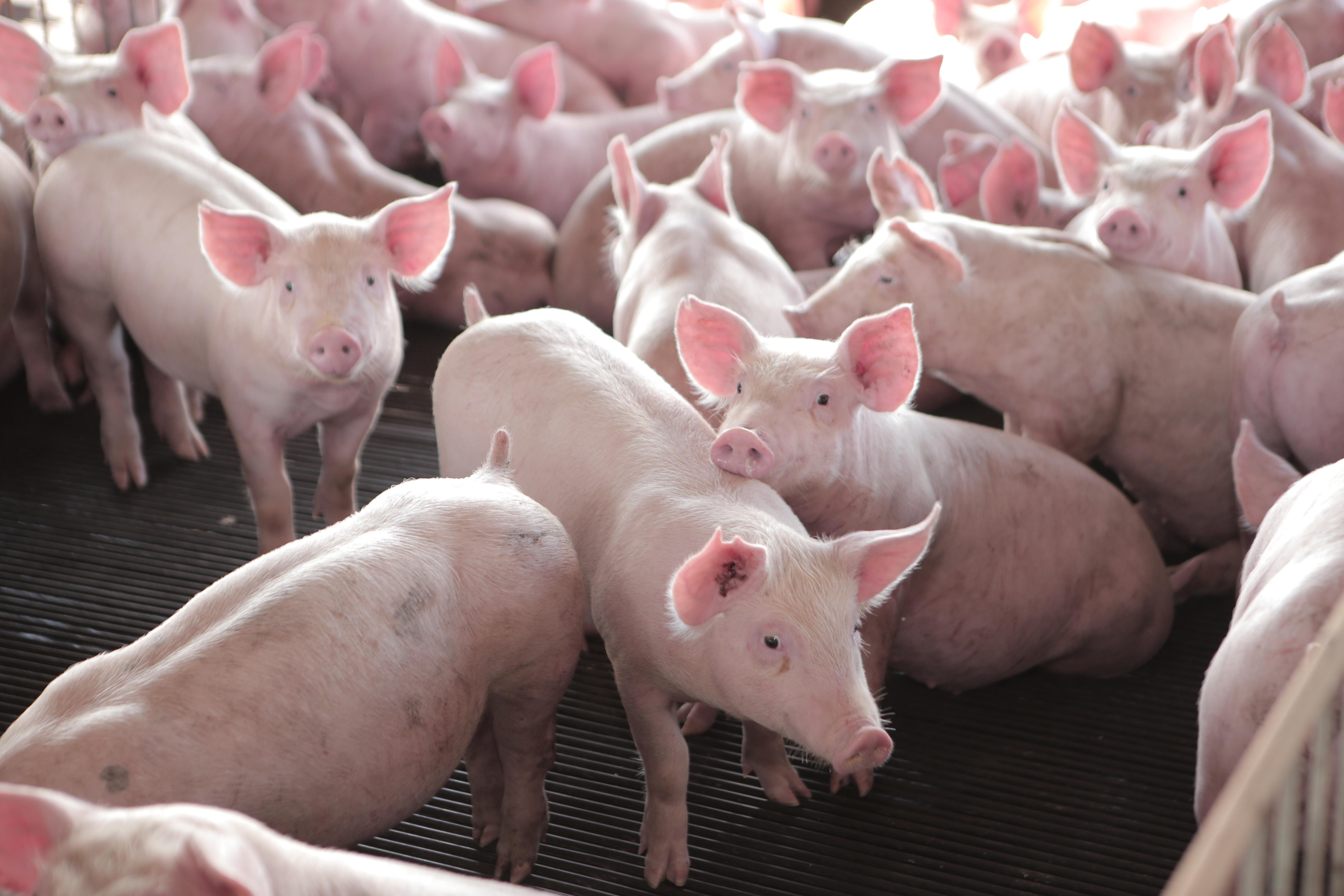 Produtores independentes viram os preços pagos por suíno reduzirem ate 15%