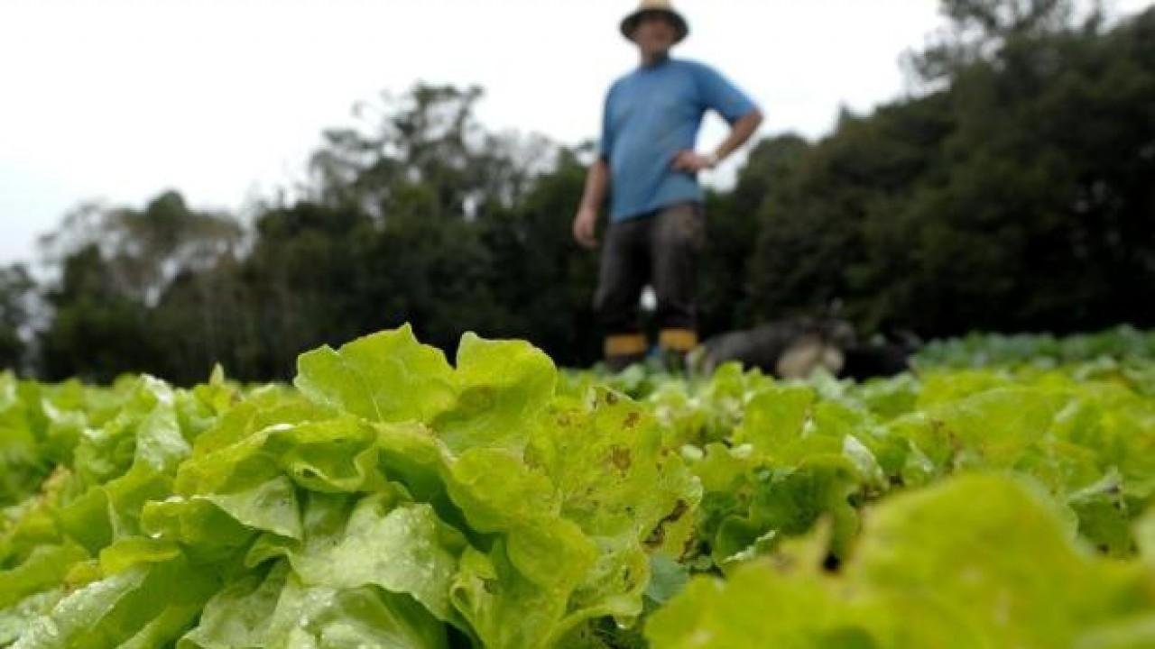 CEO da Tereos: ‘Custo Brasil’ é uma barreira, mas país é o melhor do mundo para ser agricultor
