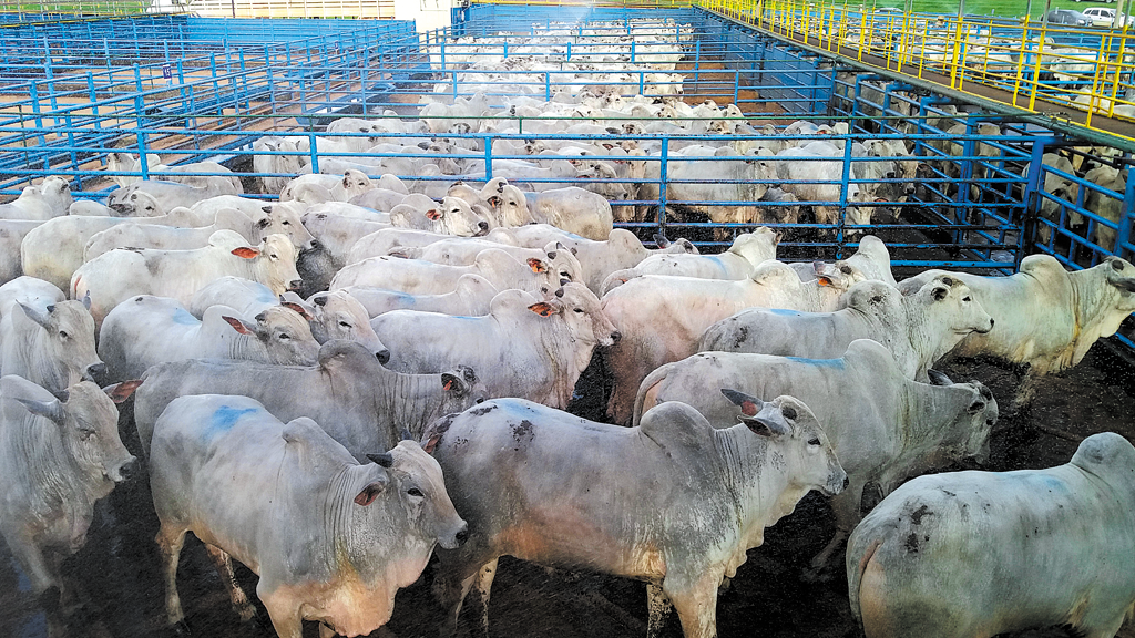 Lote de machos nelore no curral de espera para abate na unidade da JBS, em Naviraí (MS)