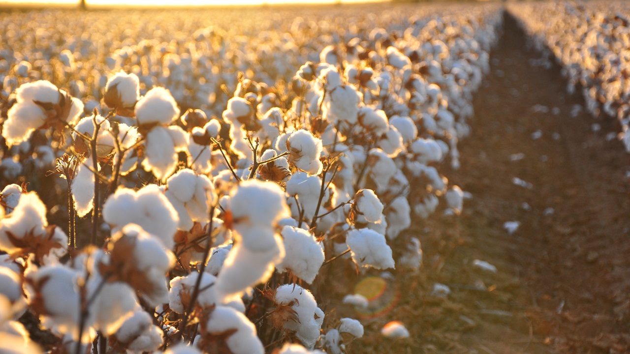 Estoque maior gerou um salto nas vendas externas de algodão
