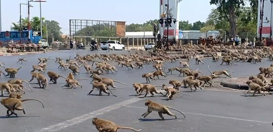 Macacos invadem ruas na Tailândia atrás de comida