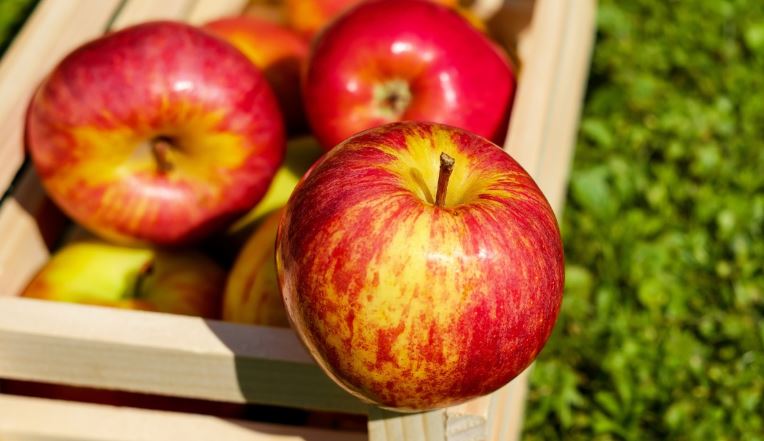 O Estado deve colher 578 mil toneladas de maçã este ano