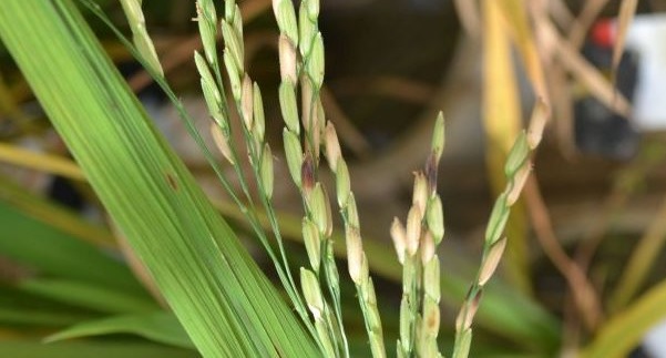 A equipe de pesquisa do arroz da Epagri iniciou em 2008 os estudos para identificar a existência de estresses por extremos de temperatura na cultura desse grão