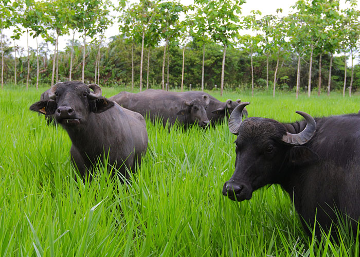 Segundo a Embrapa, de modo preliminar, a média de gordura da carne de bubalinos é de 1,29%. Já no caso da bovina, esse percentual atinge 2,25%
