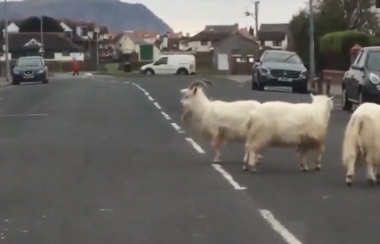 Moradores avistaram rebanhos de cabras passeando por Llandudno na sexta-feira e no fim de semana