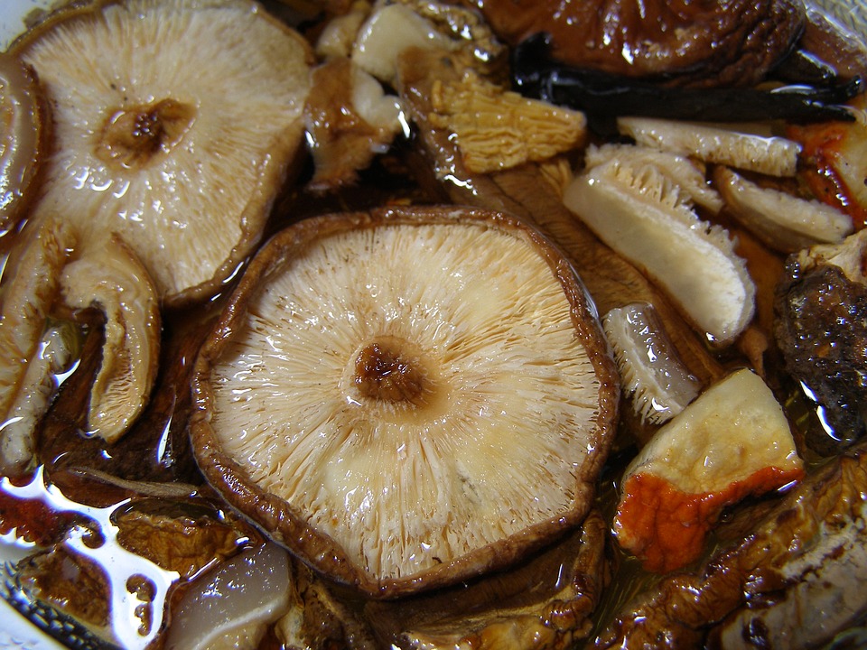 Os cogumelos possuem ciclo de produção rápido, com colheitas diárias