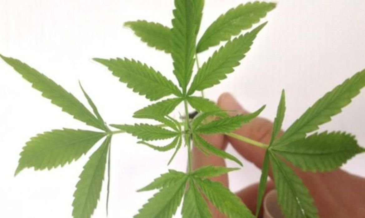 Regra vale para demanda medicinal