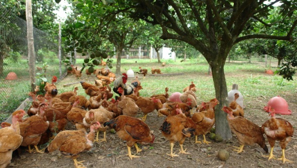 No caso da carne de frango in natura, o País faturou 9,23% mais com as exportações em fevereiro em relação a igual mês do ano passado