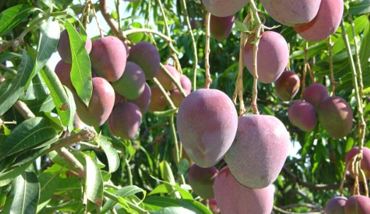 Os viveiros de "mudas variedades" são de frutíferas como manga, abacate e goiaba