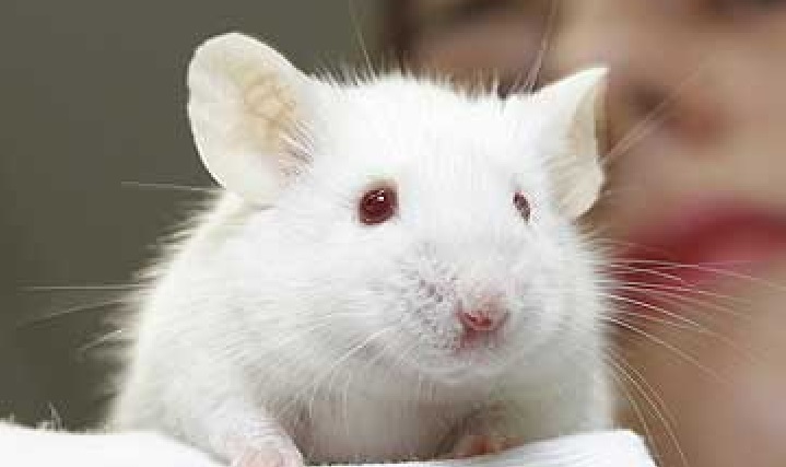 Os ratos também são espécies que tem o risco de contrair vírus