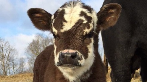 De acordo com os moderadores da conta, por dia, são mais de 40 mensagens com novas fotos de vacas