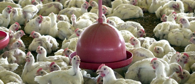 Entre janeiro e o fim de março do ano passado, o País vendeu US$ 222 milhões em carne de frango para a China