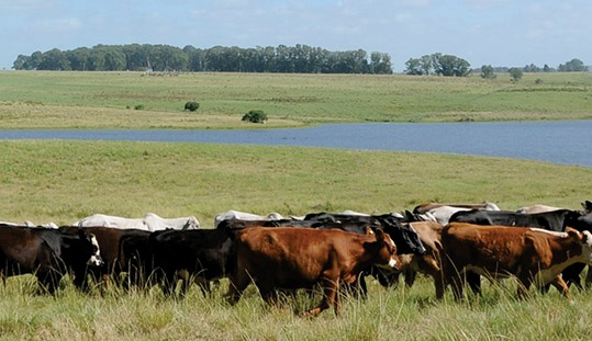 O USDA avaliou o processo de abate e industrialização dos bovinos argentinos destinados à exportação para o país