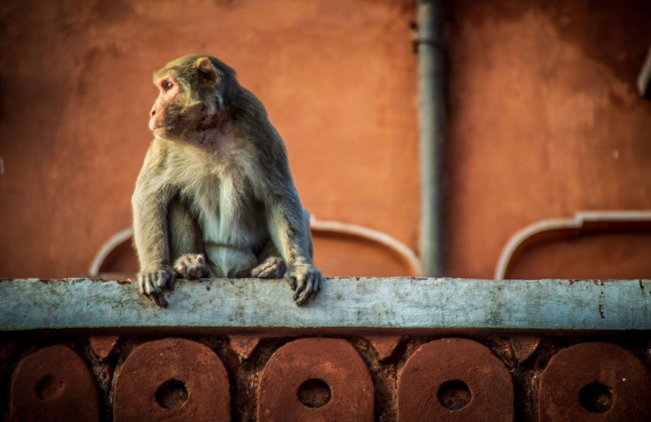 O filme mostra dois macacos sentados na varanda de uma casa