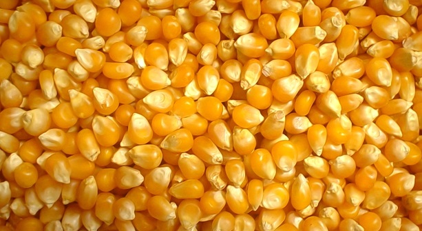 O volume de milho teve leve aumento de 0,1%, para 1,271 milhão de toneladas