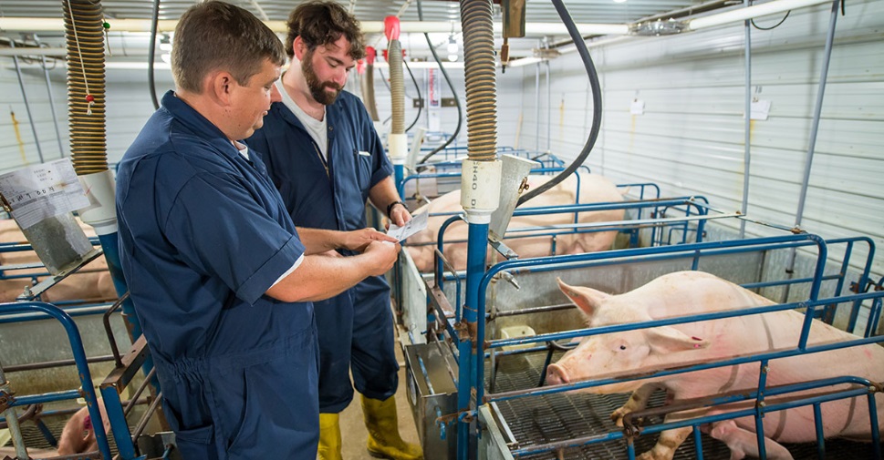 A processadora de carne suína Smithfield Foods, dos Estados Unidos, vai fechar temporariamente mais duas unidades, devido a circunstâncias decorrentes da pandemia de coronavírus