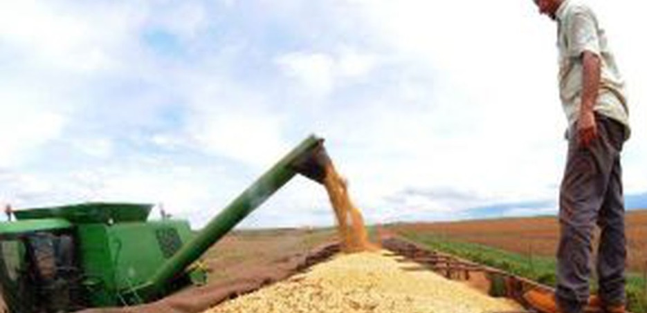 No início do mês, a Agrural cortou a estimativa de produção da oleaginosa no Brasil para 123,8 milhões de toneladas