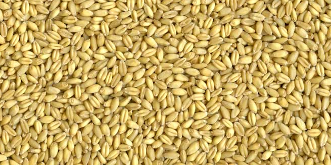 Quanto ao trigo de primavera, o governo dos EUA disse que 14% da safra tinha sido plantada, ante 29% na média de cinco anos. Além disso, 4% da safra tinha emergido, em comparação a 7% na média