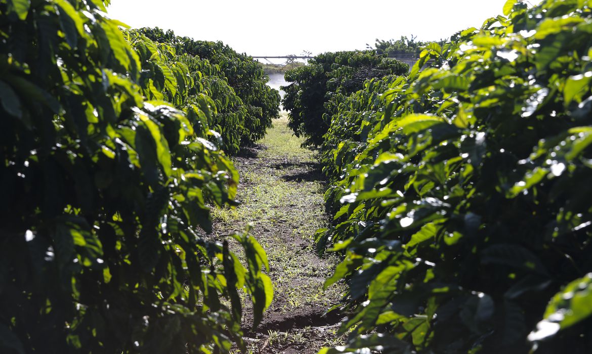 Agroindústria (plantação de café): pior resultado desde março de 2011