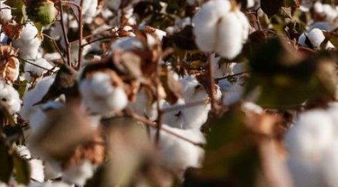 produtores de algodão brasileiros são os mais "antenados" para tecnologias digitais e "pioneiros" na adoção destas soluções