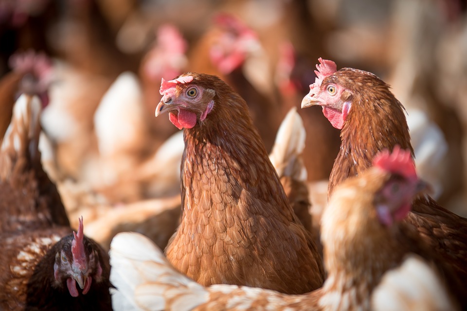 Mais de 10 milhões de galinhas foram abatidas nos Estados Unidos