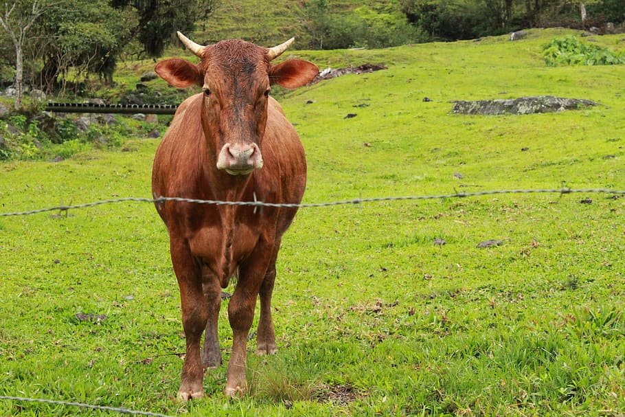 O começo de 2020 foi marcado por preços firmes da arroba bovina