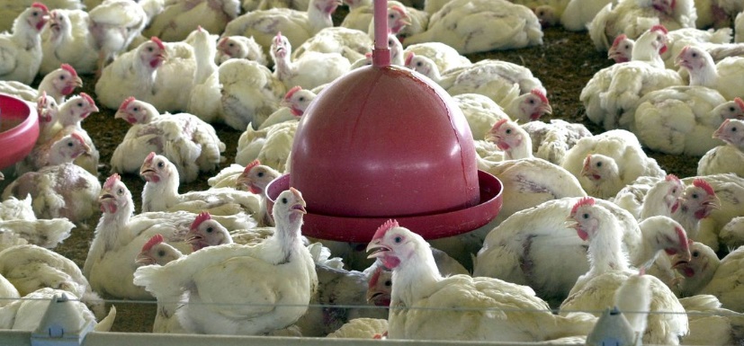 O abate de frangos no país chegou a 1,51 bilhão de animais no primeiro trimestre deste ano