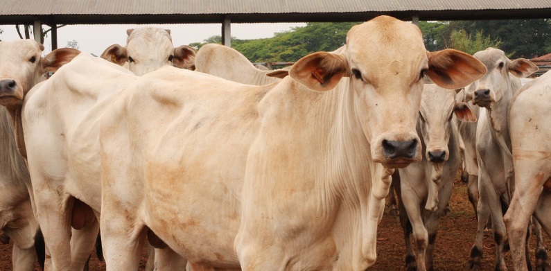 No primeiro trimestre, foram abatidas 7,20 milhões de cabeças de bovinos. A produção de 1,82 milhão de toneladas de carcaças bovinas no primeiro trimestre consistiu em uma retração de 6,5% em relação ao mesmo trimestre do ano anterior e queda de 12,8% em relação ao 4º trimestre de 2019