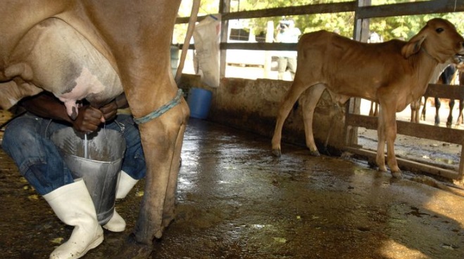 O Conseleite é uma associação civil, regida por estatuto e regulamentos próprios, que reúne representantes de produtores rurais de leite do Estado e de indústrias de laticínios que processam o leite