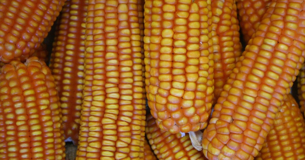 O volume de milho caiu 7,7%%, para 1,092 milhão de toneladas