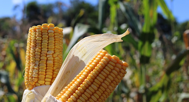 O volume de milho caiu 17,79%, para 1,15 milhão de toneladas