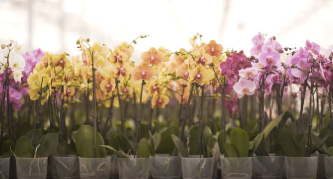 Mais de 50 mil orquídeas foram entregues