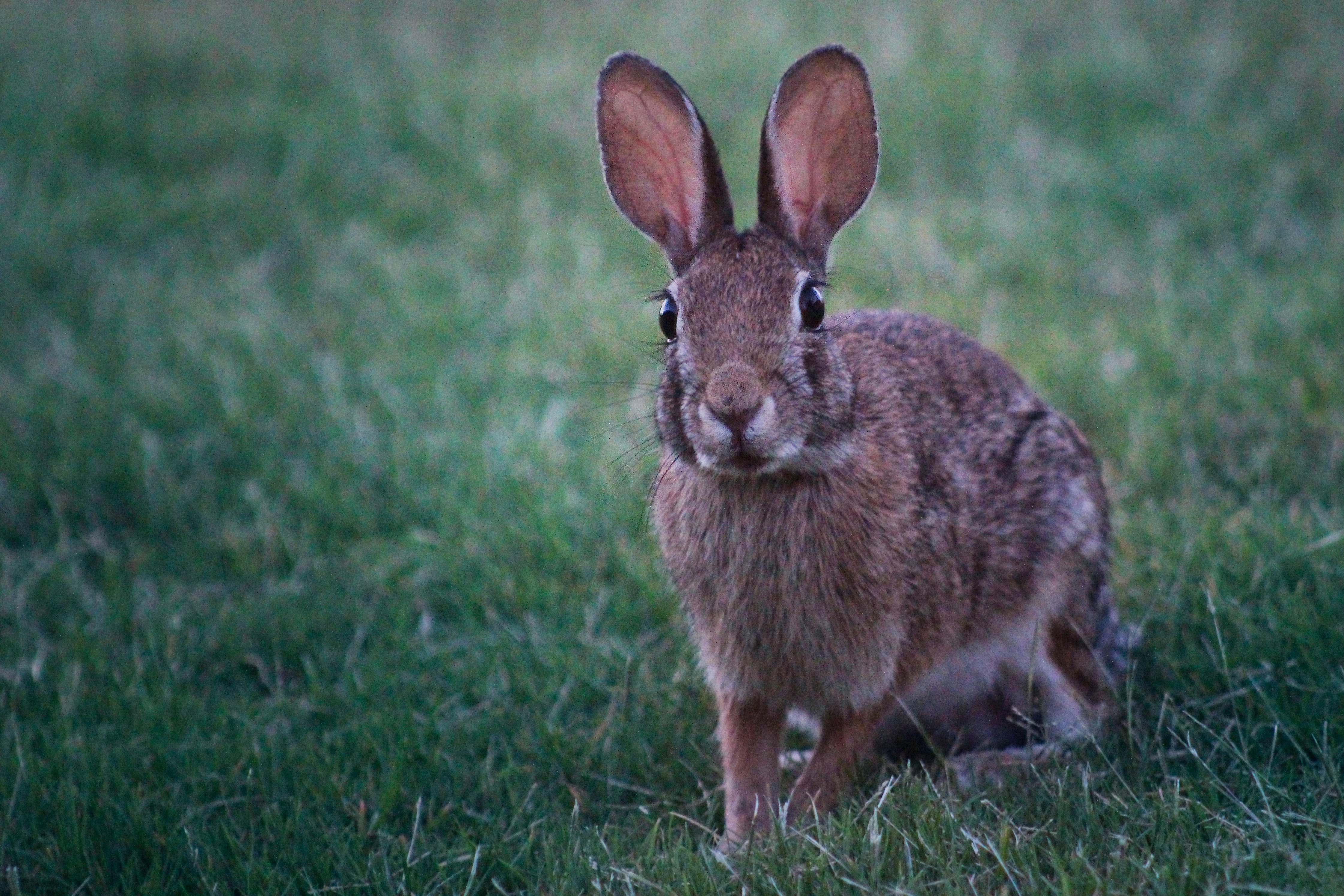 A doença provavelmente se originou há uma década nos coelhos europeus