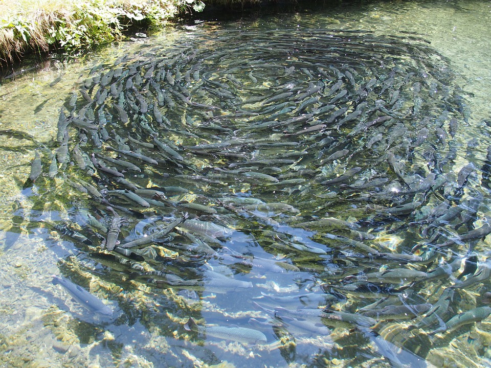 Geralmente os peixes têm a temperatura corpórea igual à temperatura da água em que se encontram