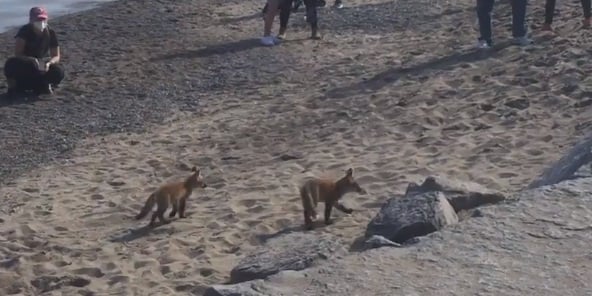 Houve relatos de pessoas tentando tirar fotos da família de raposas
