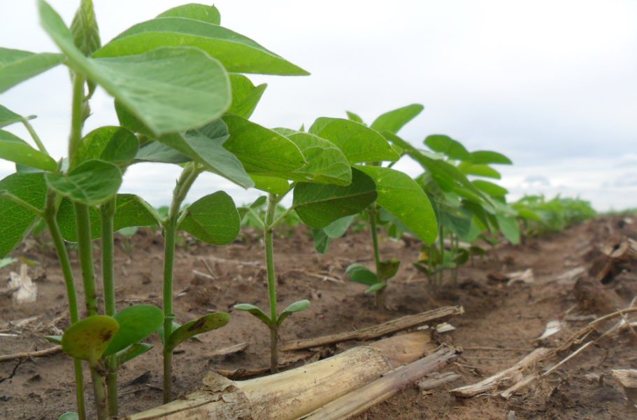 Para a safra 2020/21, foram comercializadas 177,5 mil toneladas