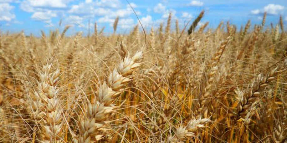 Para o trigo, se ocorrerem grandes chuvas, podemos ter uma safra do cereal em recuperação" observa Charlie Sernatinger, da ED&F Man Capital
