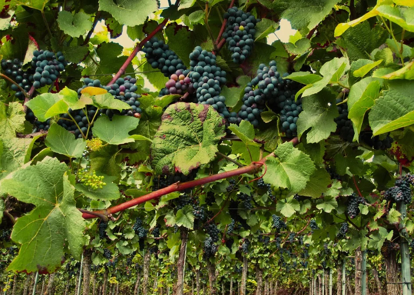 É preciso identificar o objetivo do plantio para escolher a uva correta
