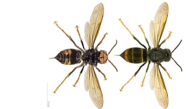 O animal é capaz de matar quase todas as abelhas de uma colmeia em questão de horas com suas mandíbulas em forma de barbatanas. A vespa utiliza essa espécie de alicate para decapitar as abelhas