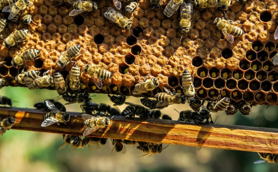 Produtores relatam mortes de abelhas pelo uso de agrotóxicos