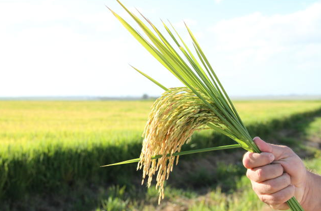 O desempenho do arroz, junto com a soja, ajudou a puxar a alta do PIB da Agropecuária no primeiro trimestre