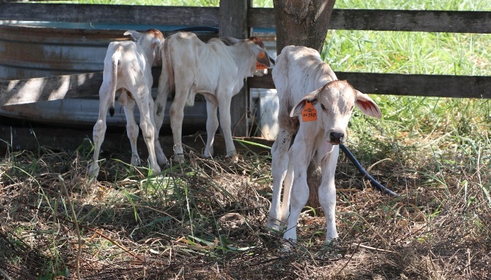 uas vacas, do experimento de integração lavoura-pecuária-floresta com fêmeas nelore, pariram três bezerros nos últimos dias