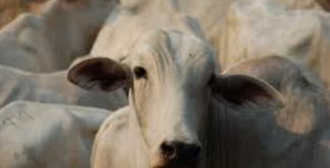 No primeiro trimestre de 2020, foram abatidas 7,25 milhões de cabeças de bovinos, 8,5% inferior ao do primeiro trimestre de 2019 e 10,2% a menos do que no trimestre imediatamente anterior